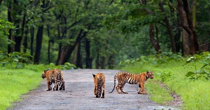 Jim Corbett National Park