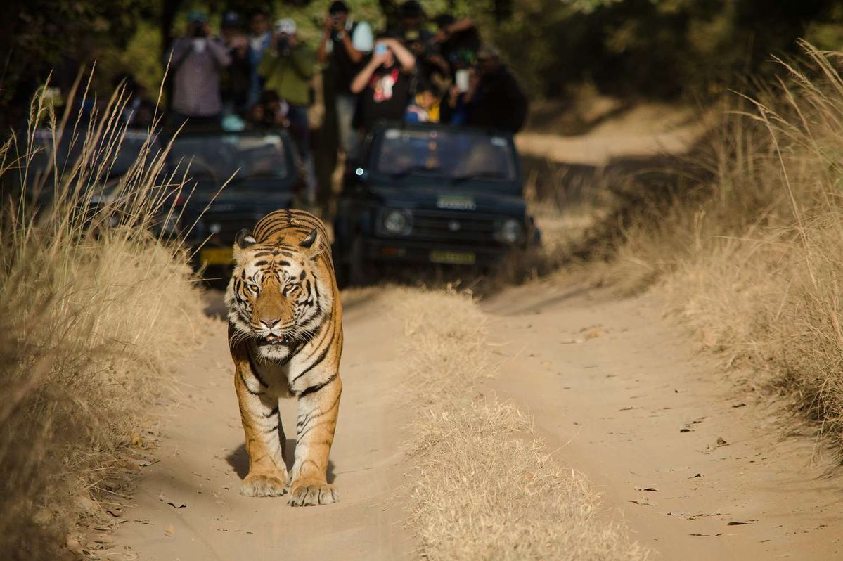 Jim Corbett National Park