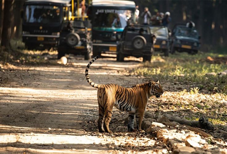 Jim Corbett National Park